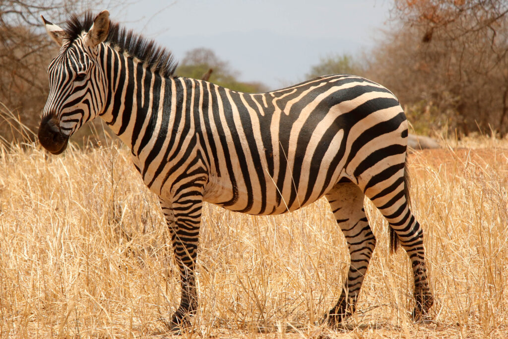 Zebra